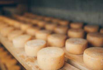 The Flavours of Lika cheese dairies