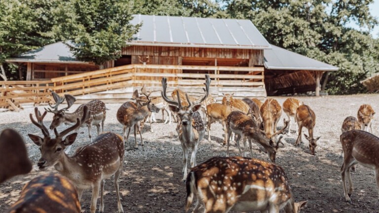 Ranch Dolina jelena